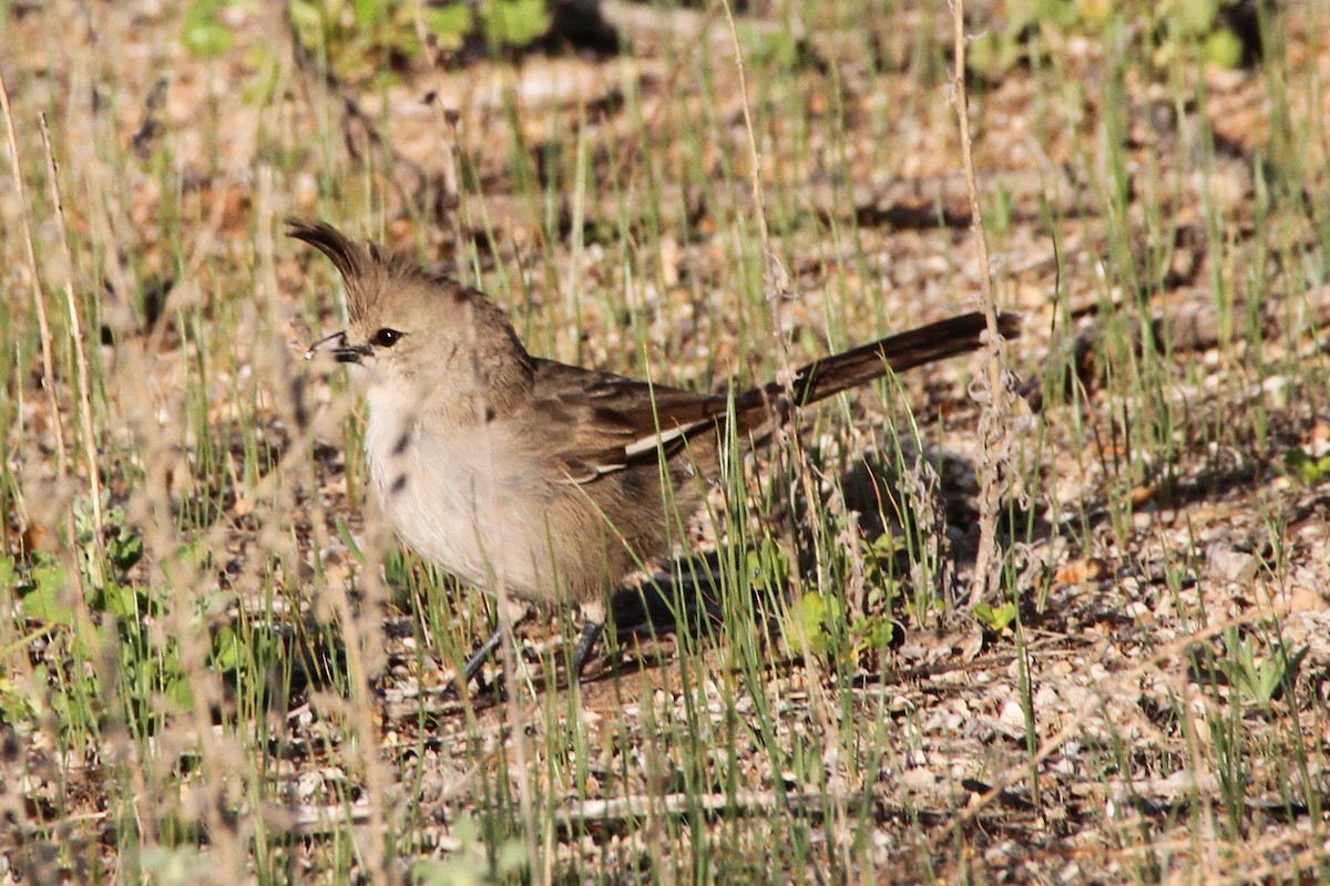 Chiming Wedgebill - ML471669301