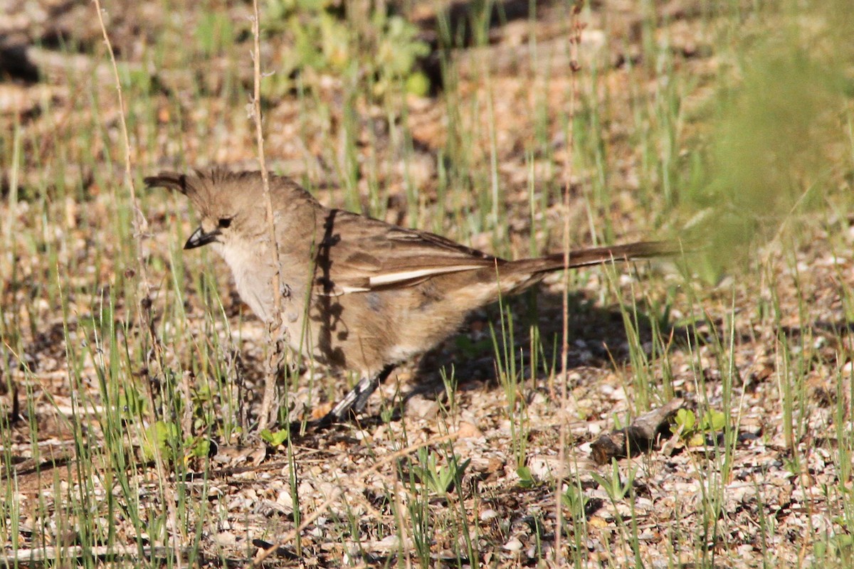 Chiming Wedgebill - ML471669311