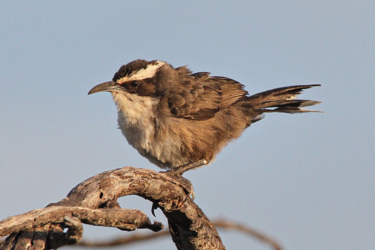 White-browed Babbler - ML471669371