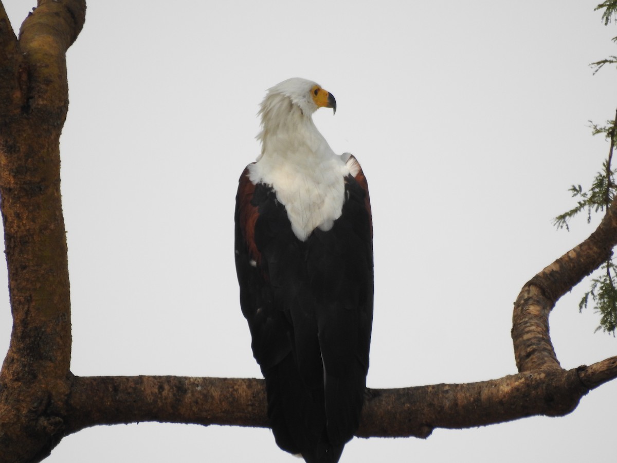 African Fish-Eagle - ML471669821