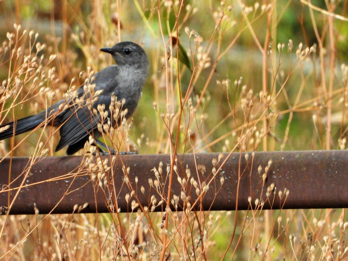 Gray Catbird - Jill Rogan