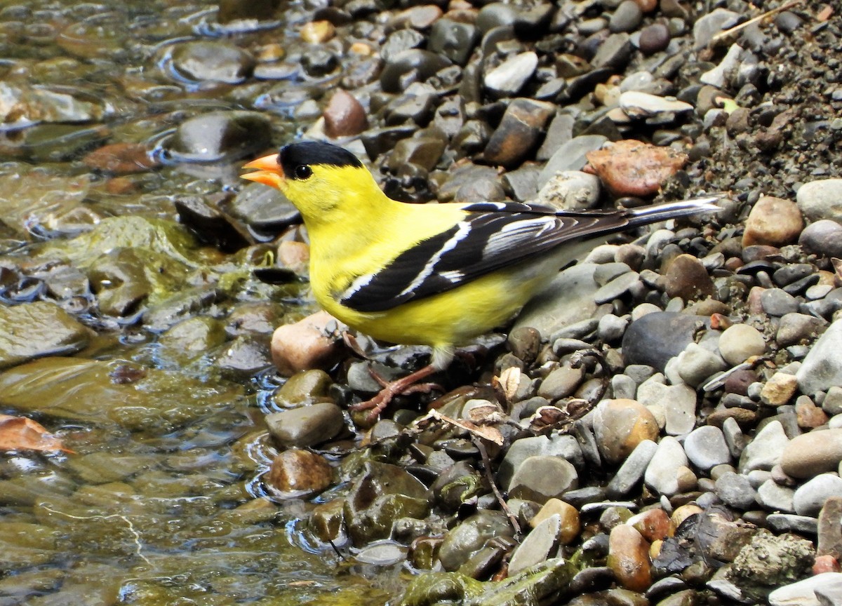 American Goldfinch - ML471670251