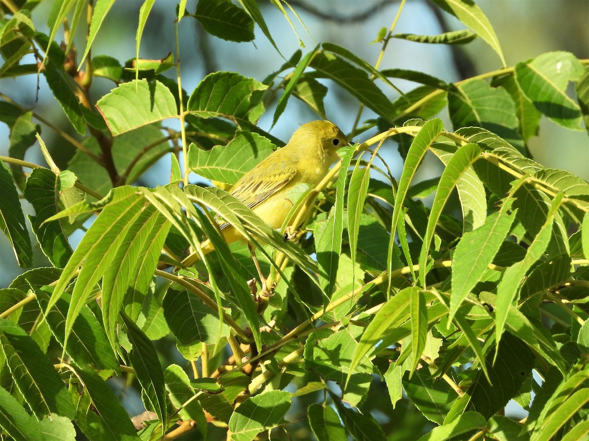 Paruline jaune - ML471670401