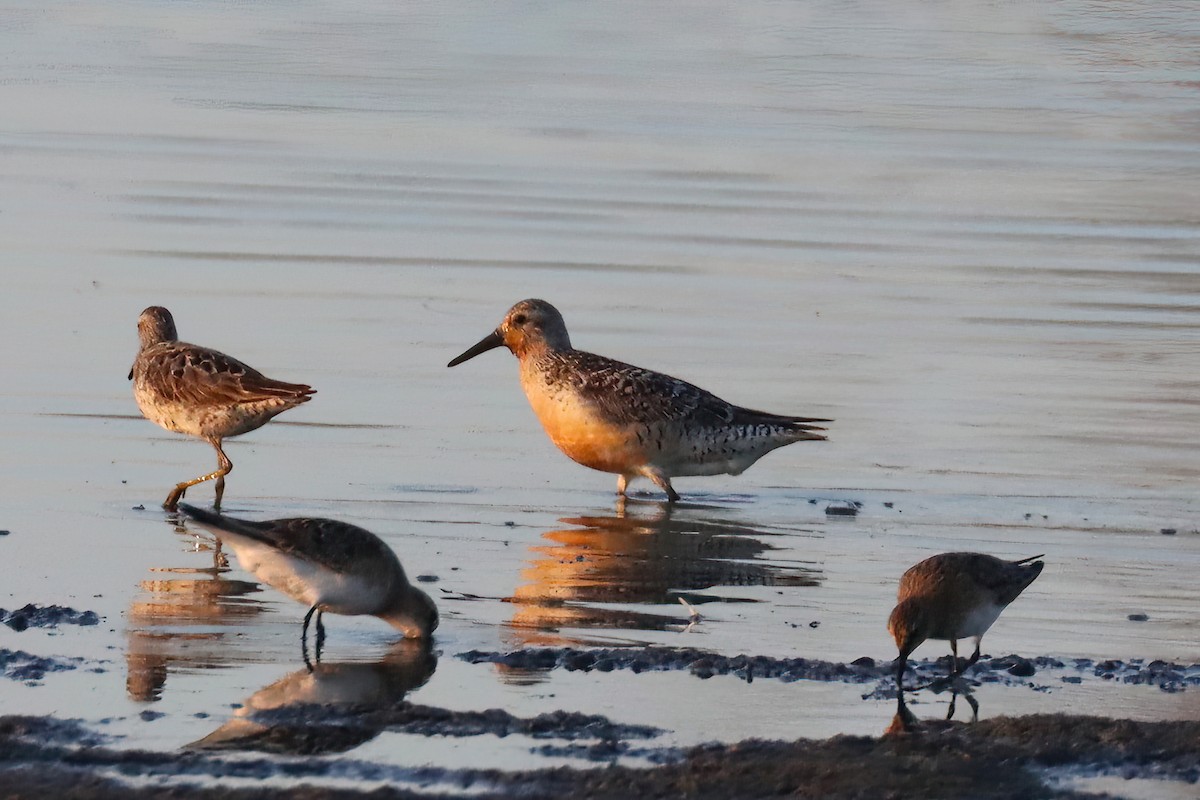 Red Knot - ML471670791