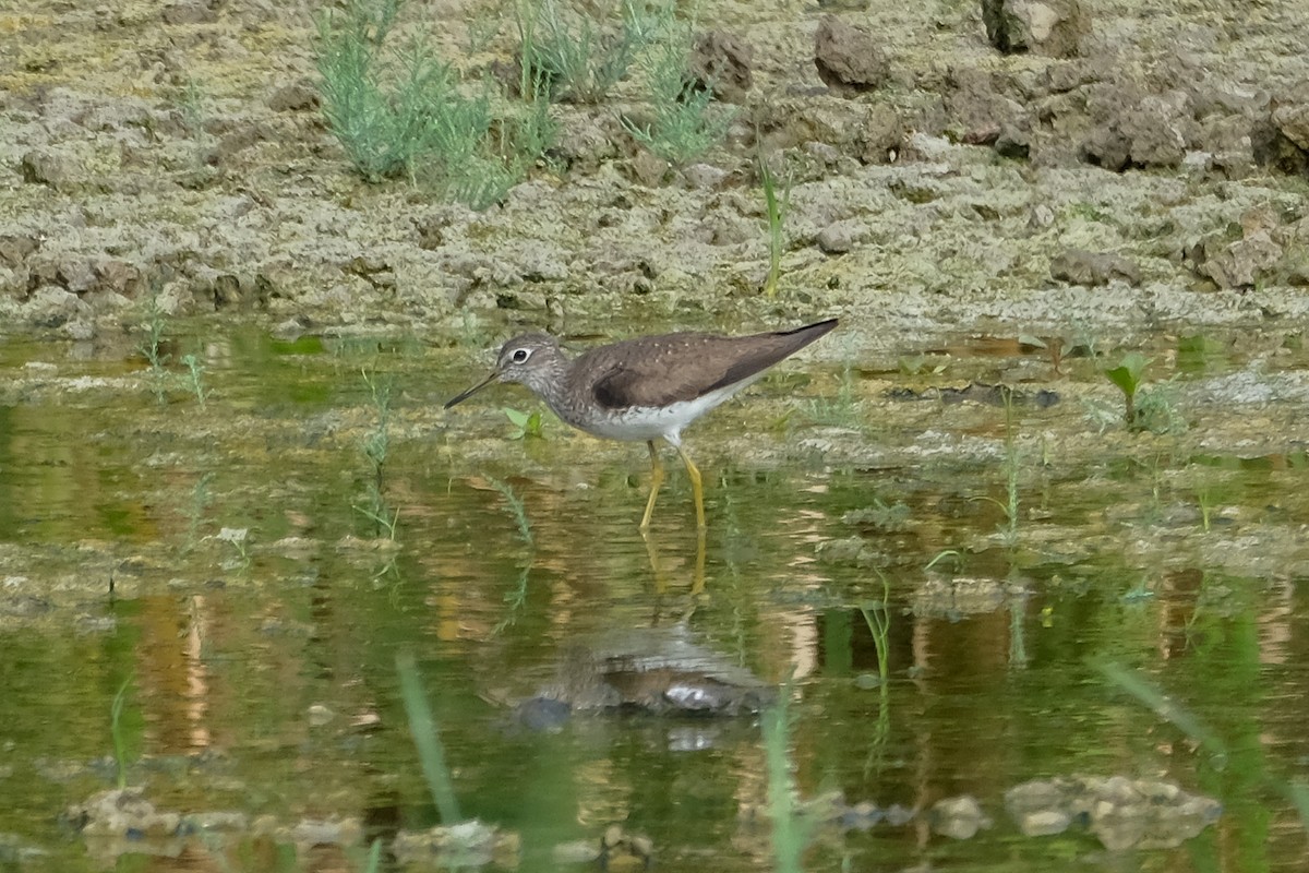 Solitary Sandpiper - ML471671431