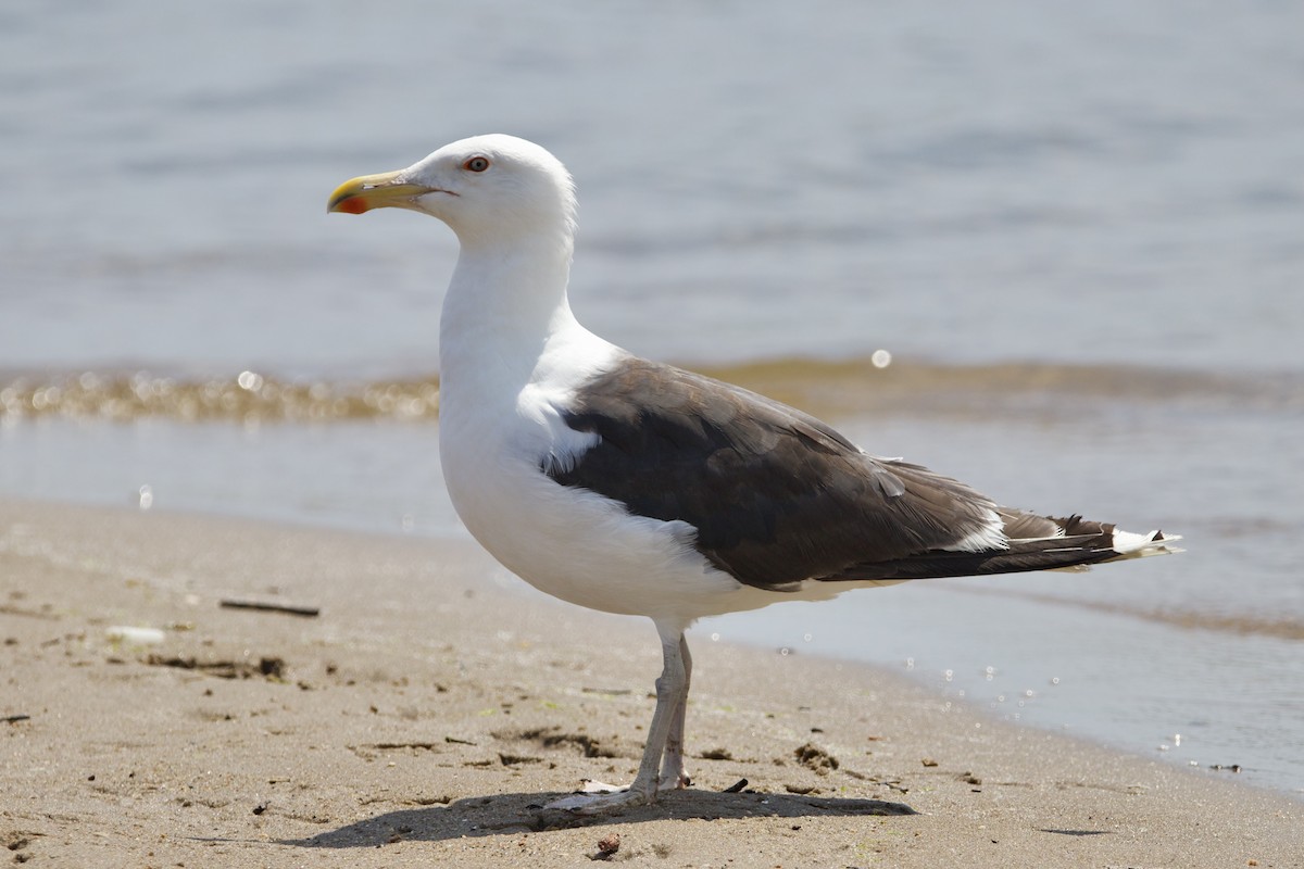 Great Black-backed Gull - ML471672271