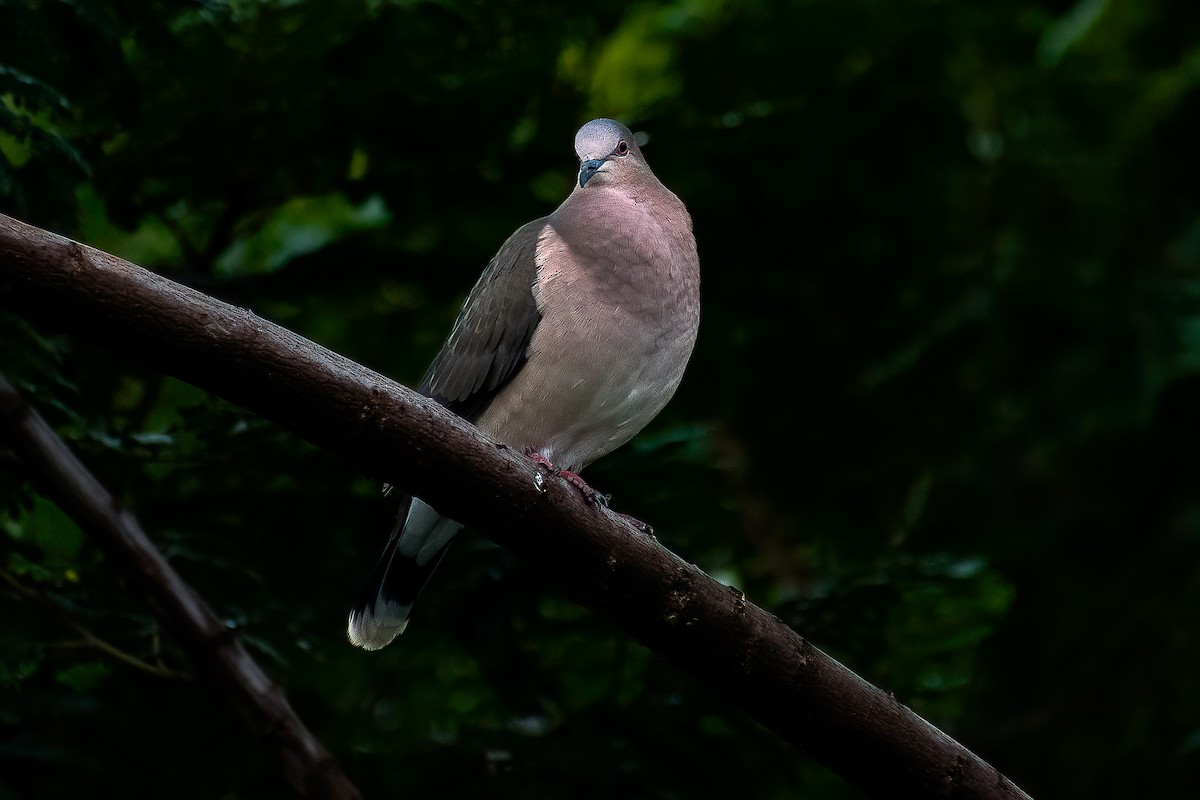 White-tipped Dove - Danilo Druetto