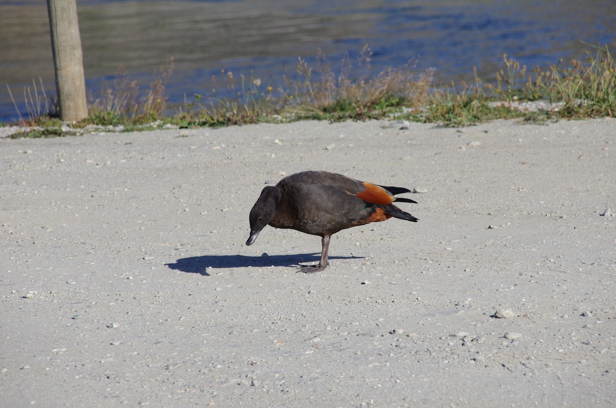 Paradise Shelduck - ML471676751