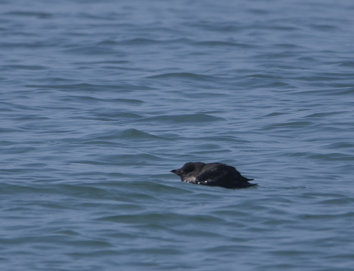 Cassin's Auklet - ML471677251