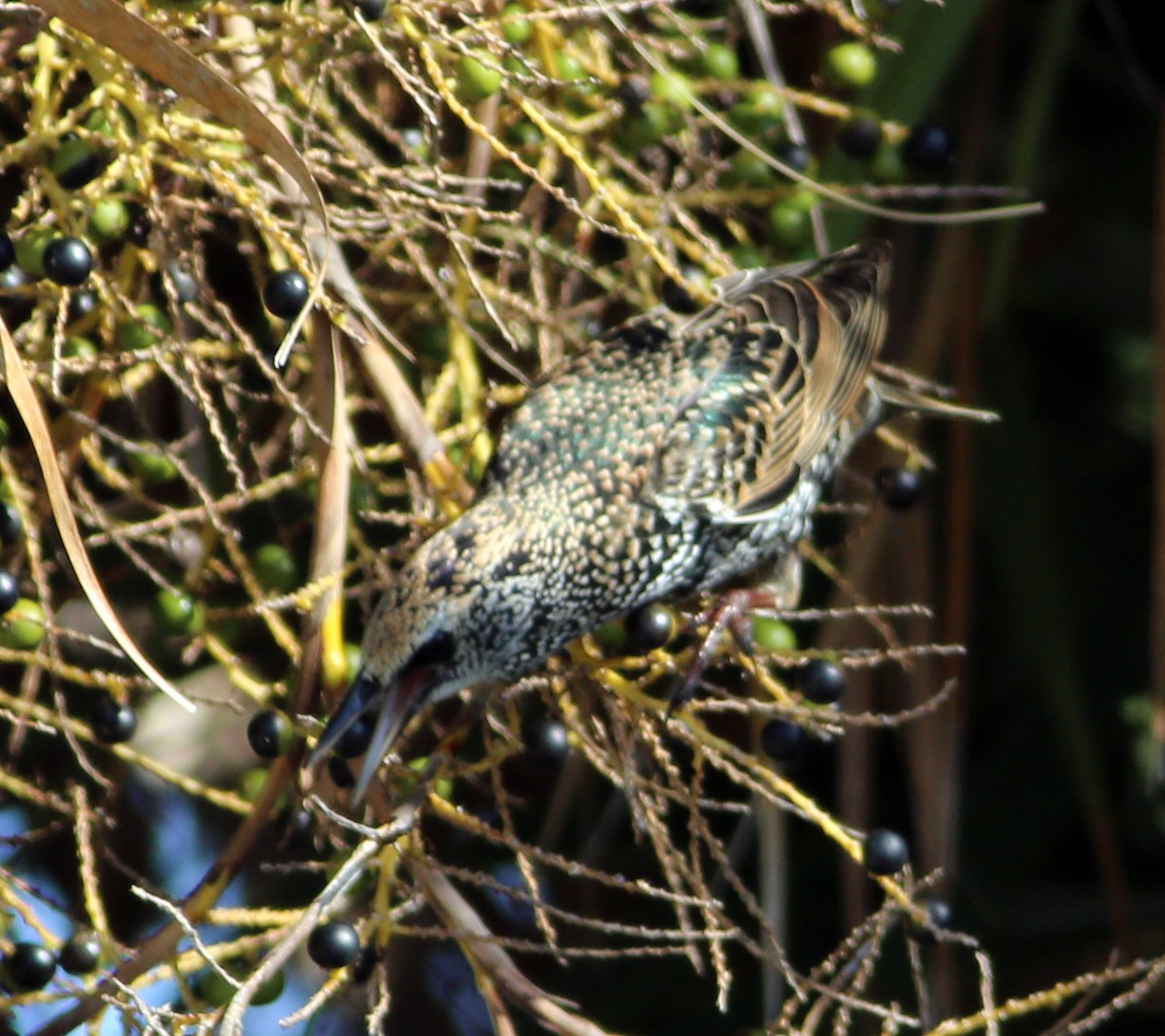 European Starling - ML471677861