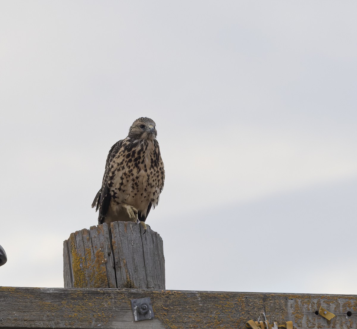 Swainson's Hawk - ML471678651