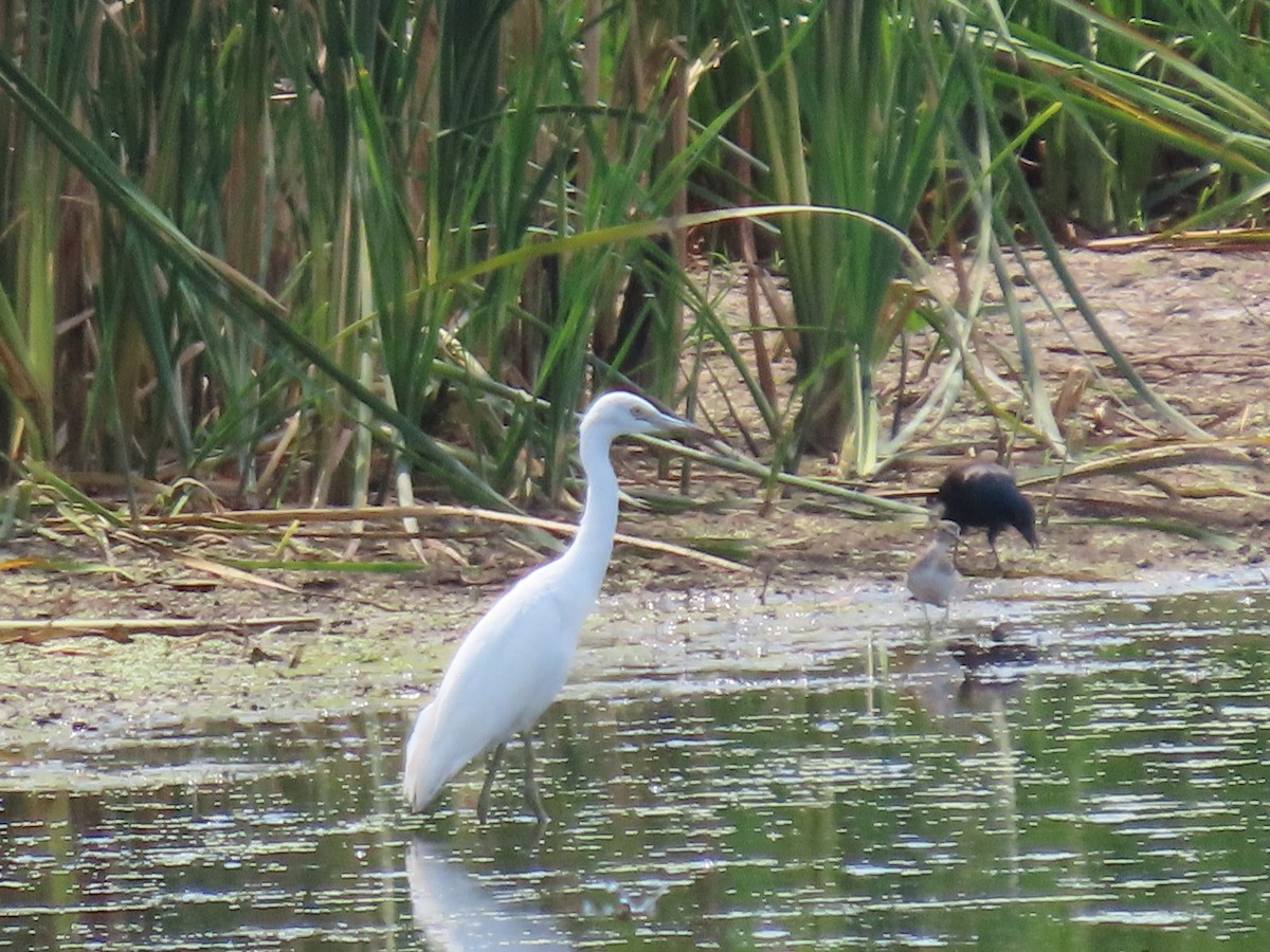 Little Blue Heron - ML471680191