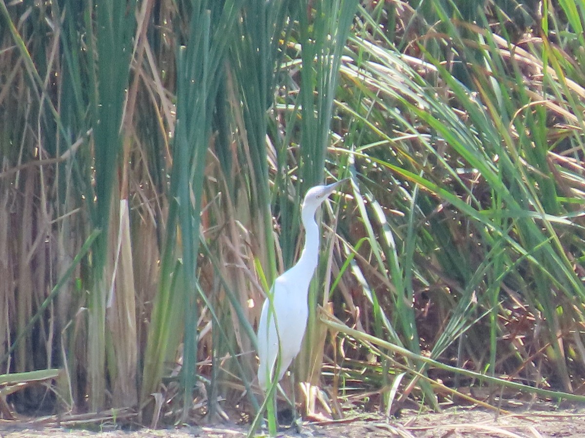 Little Blue Heron - ML471680201