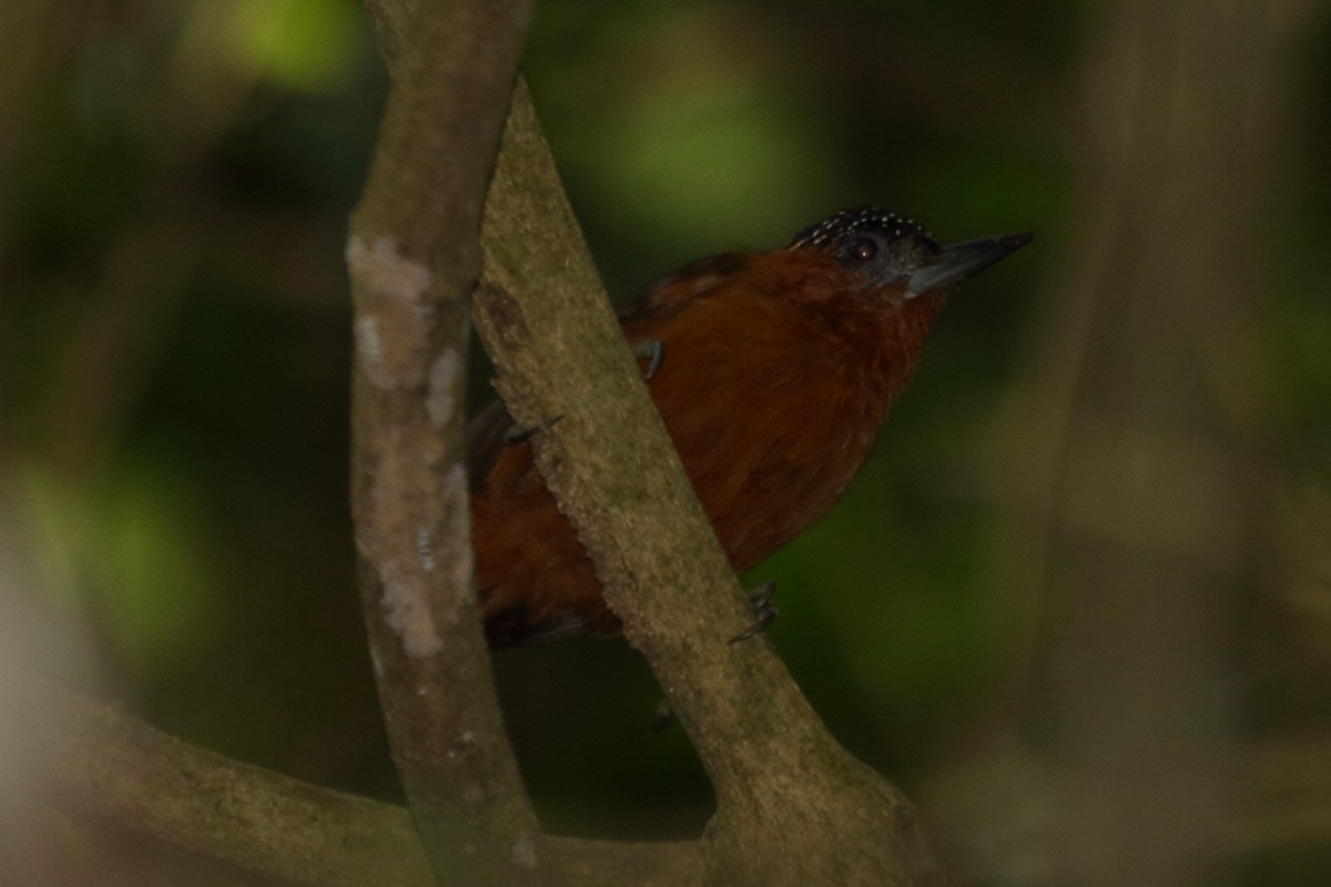 Rufous-breasted Piculet - Fabio Olmos