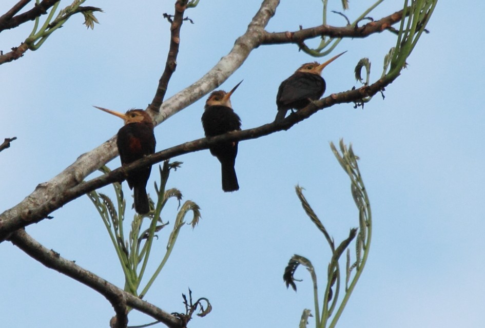 White-throated Jacamar - ML471681541