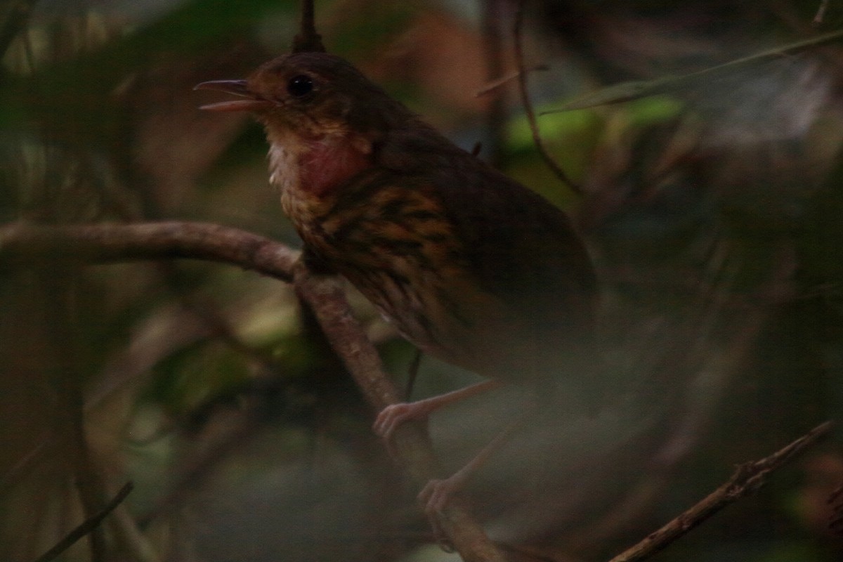 Amazonian Antpitta - ML471681611