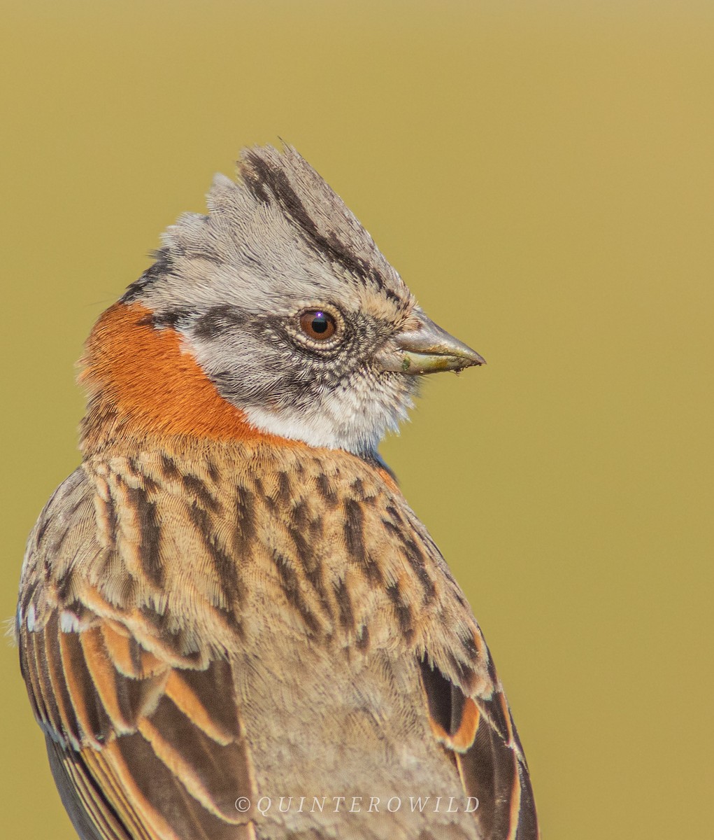 Rufous-collared Sparrow - ML471682201