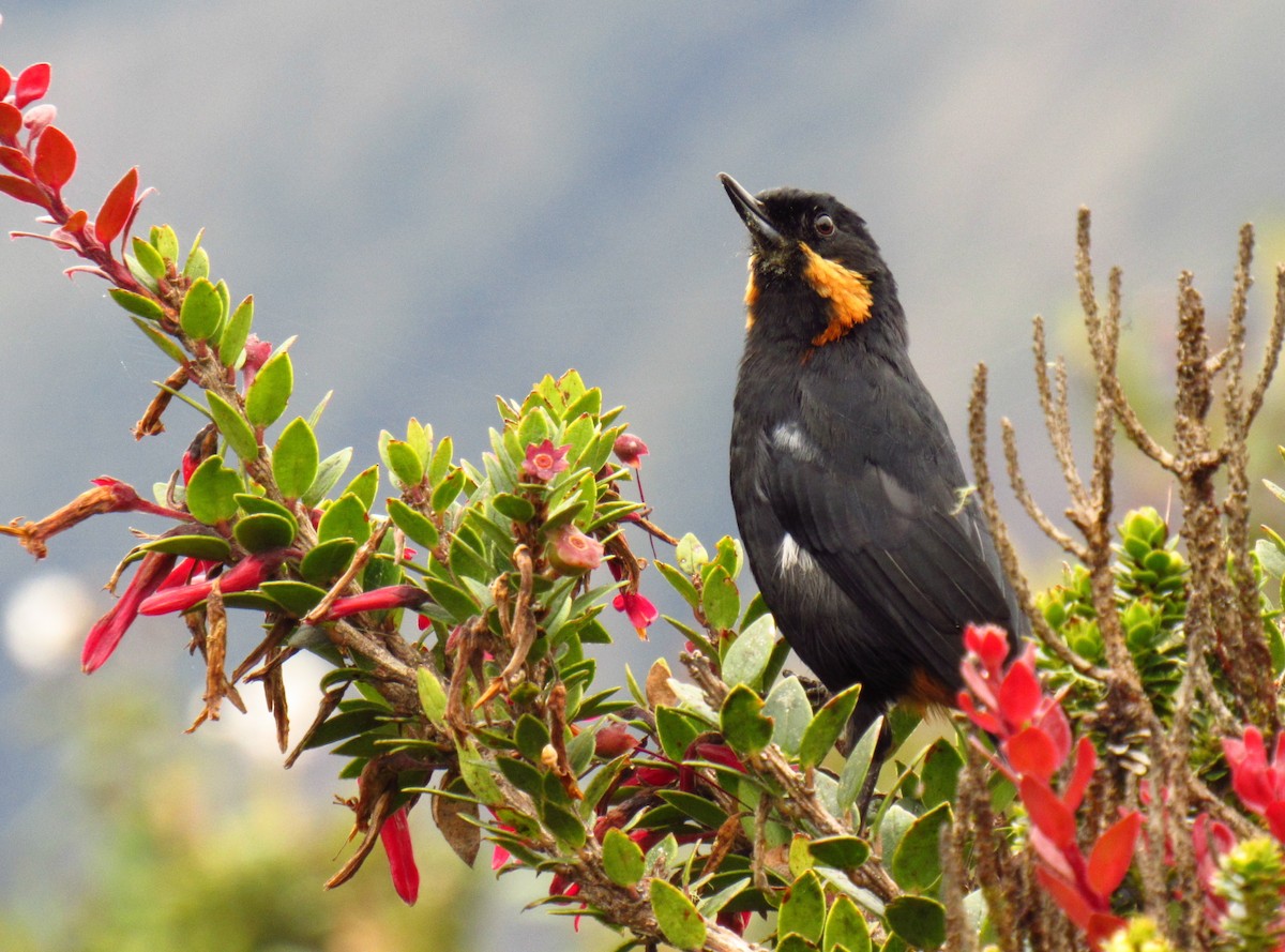 Moustached Flowerpiercer - Daniela Morales Moreno