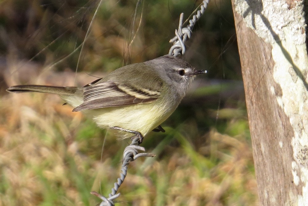 White-crested Tyrannulet (Sulphur-bellied) - ML471683261