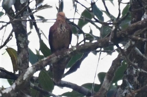 Little Cuckoo-Dove - ML471683811