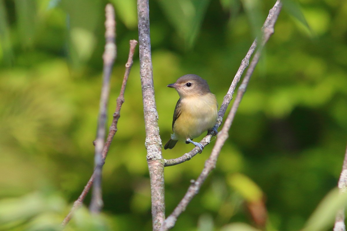 Ötücü Vireo - ML471683891