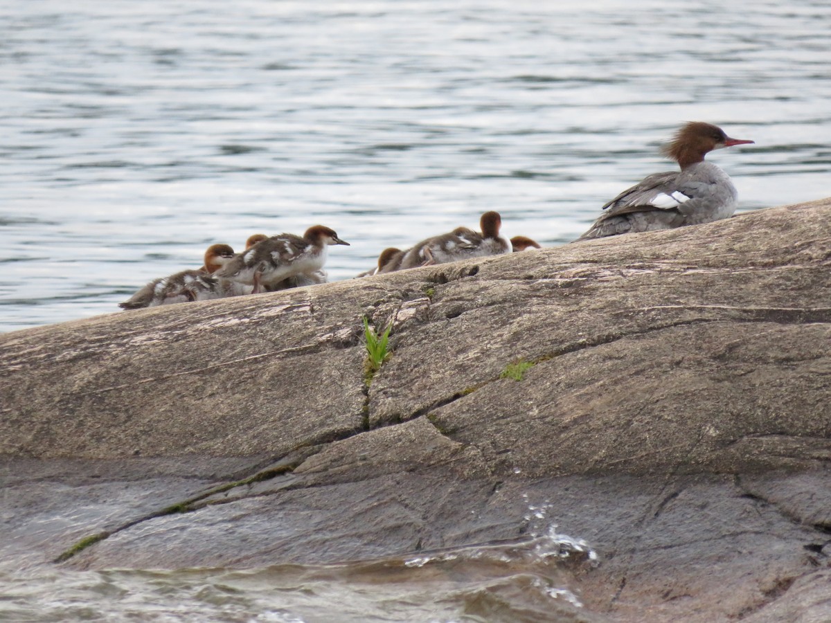 Common Merganser - ML471686661