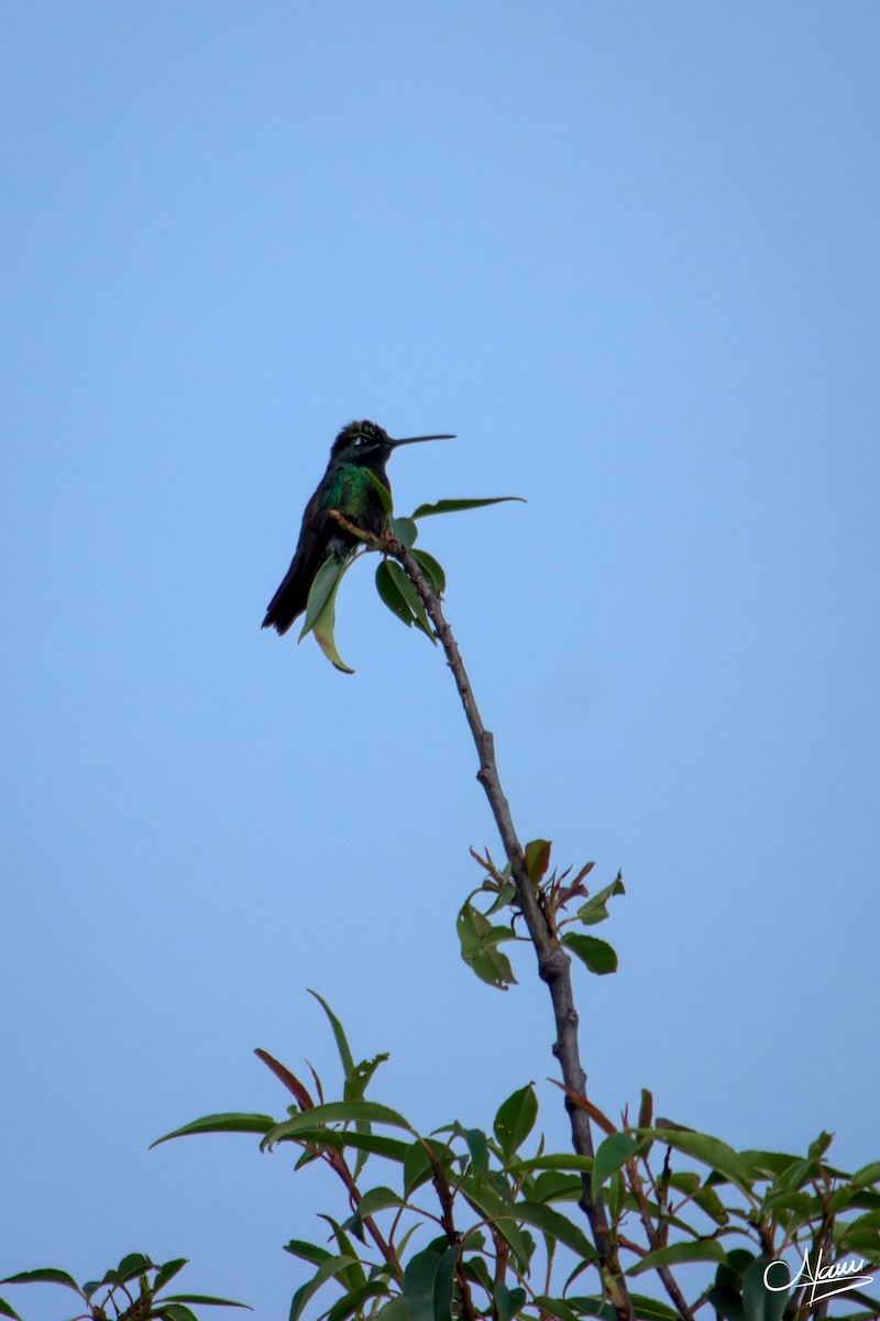 Rivoli's Hummingbird - Alam Martínez