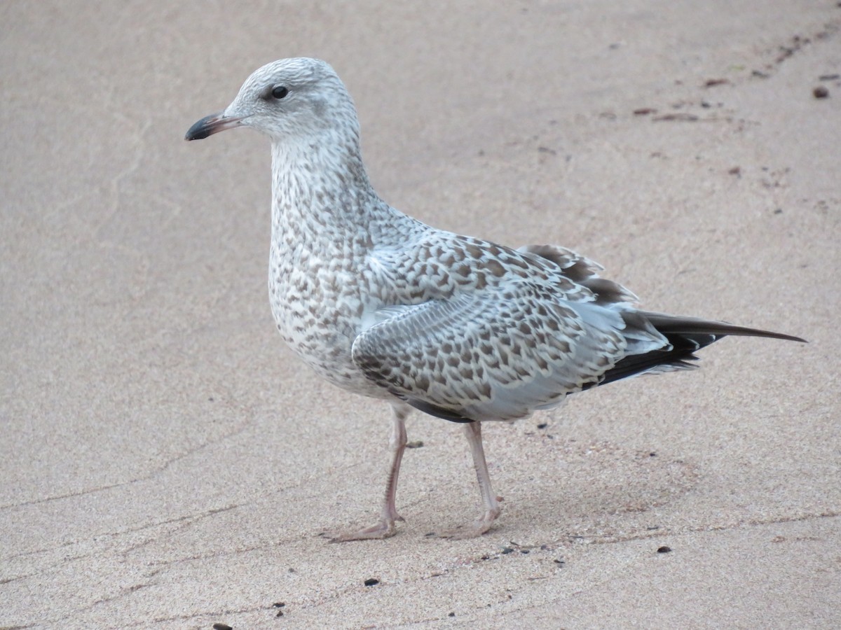 Ring-billed Gull - ML471686781