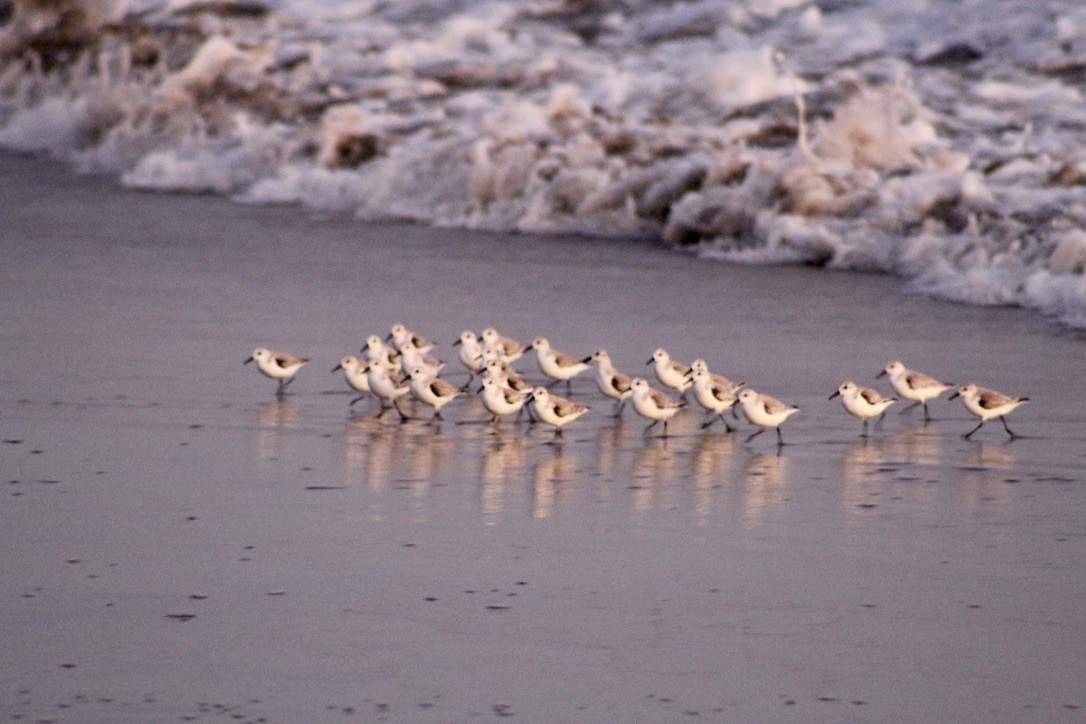 Sanderling - Nate Pedersen