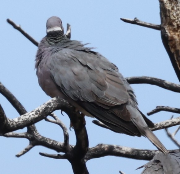 Band-tailed Pigeon - ML471689841