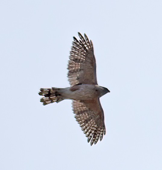 Cooper's Hawk - ML471690171