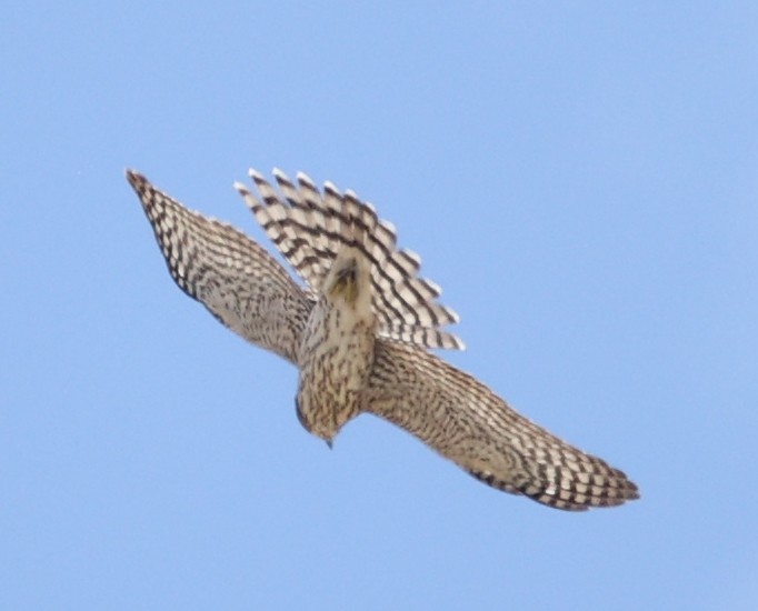 American Kestrel - ML471690361