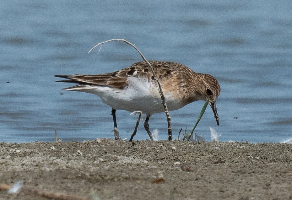 Baird's Sandpiper - ML471690871