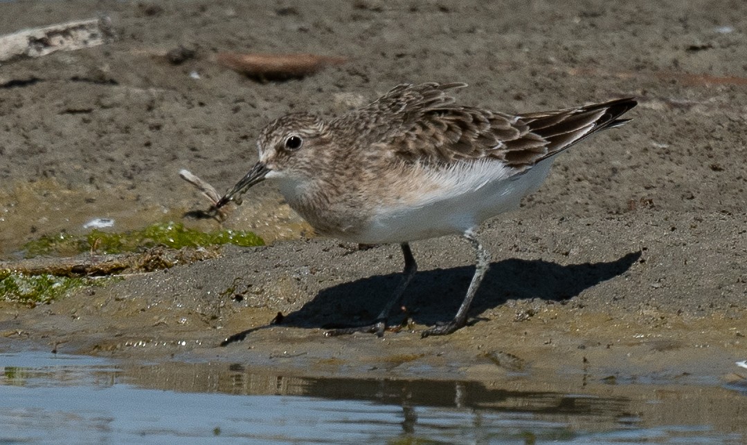 gulbrystsnipe - ML471690881