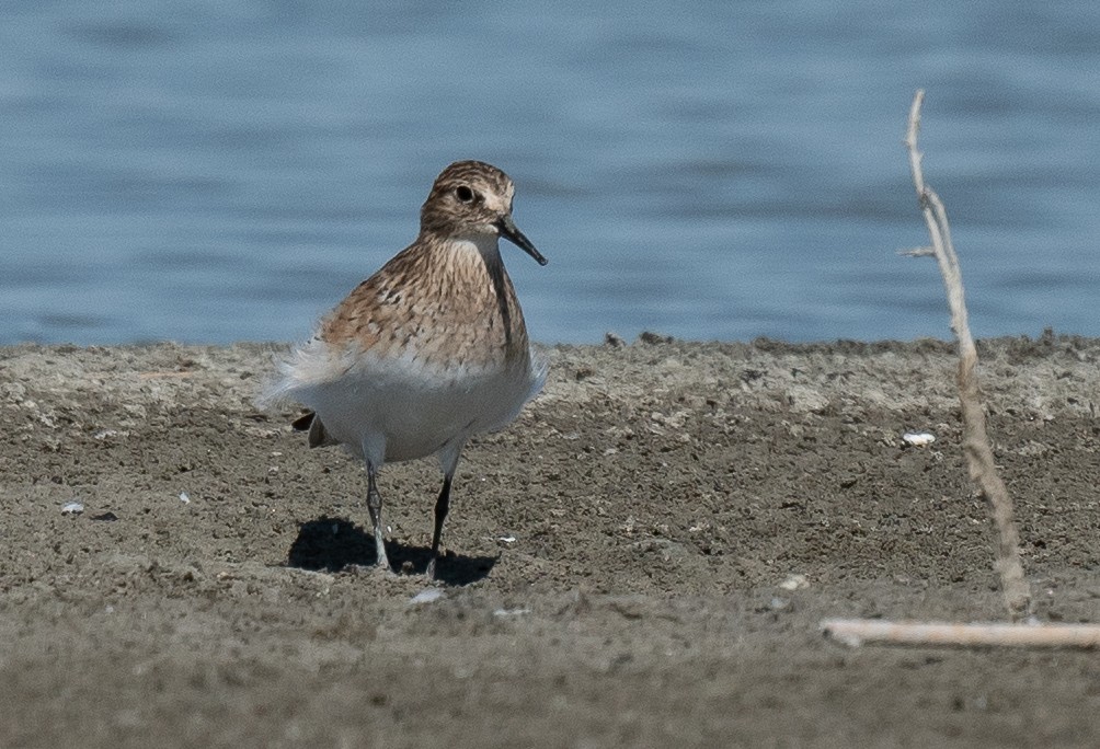 Baird's Sandpiper - ML471690891