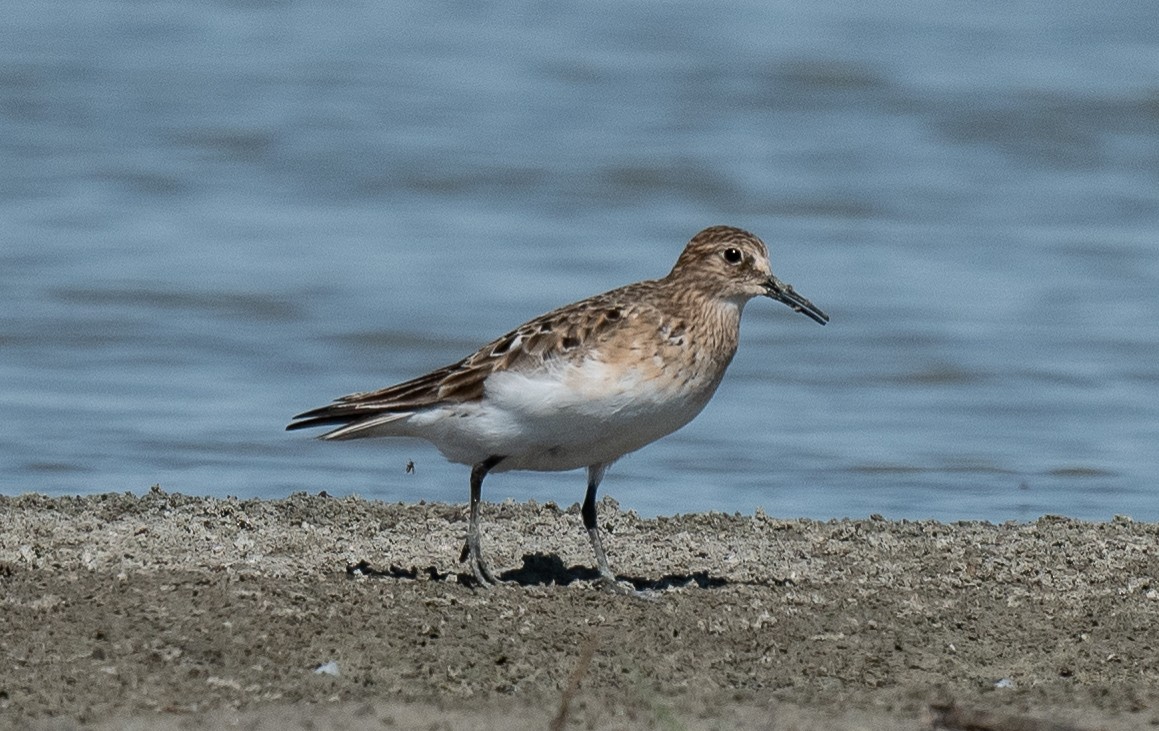 Baird's Sandpiper - ML471690901