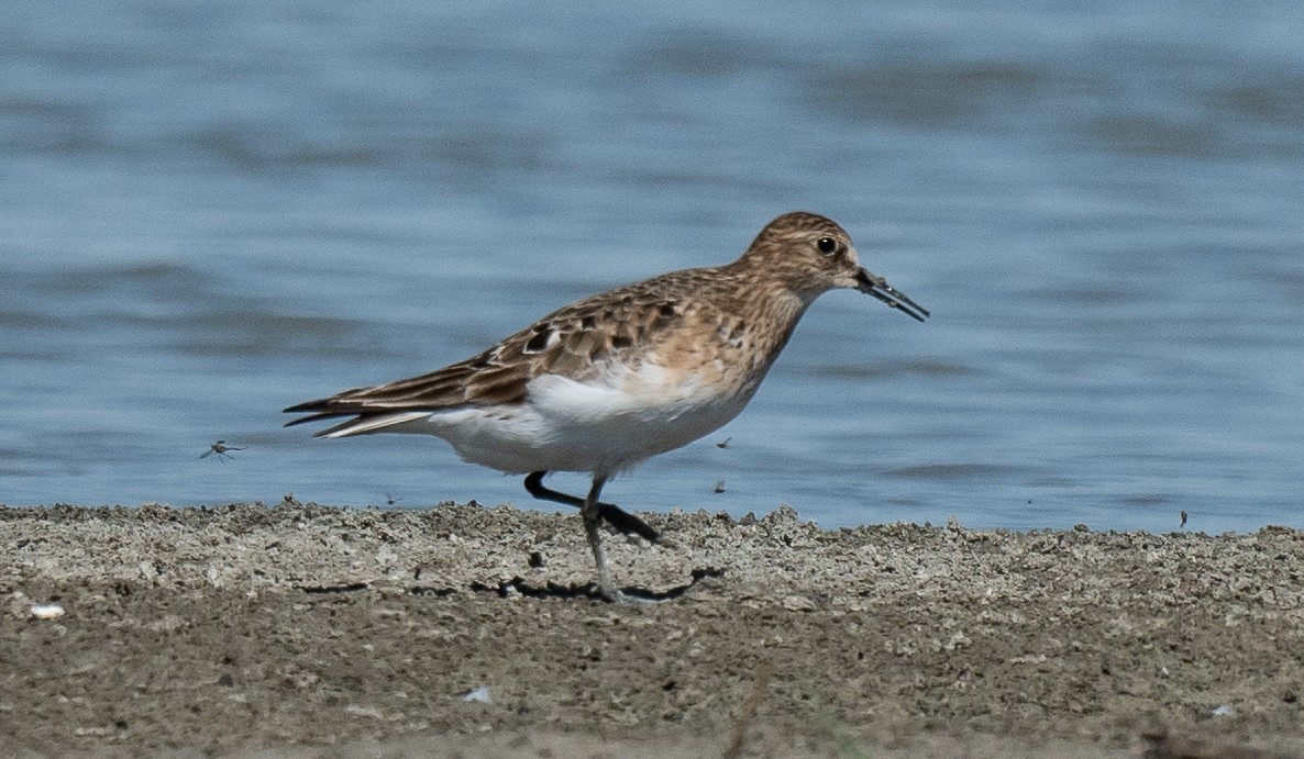 Baird's Sandpiper - ML471690911