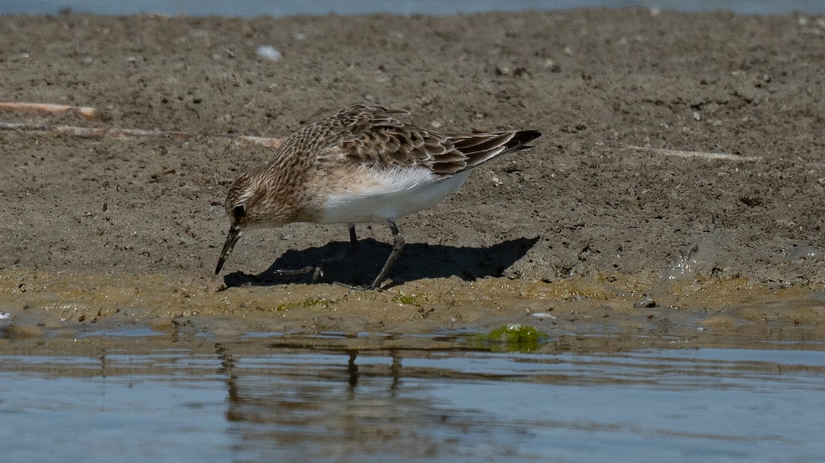 Baird's Sandpiper - ML471690921