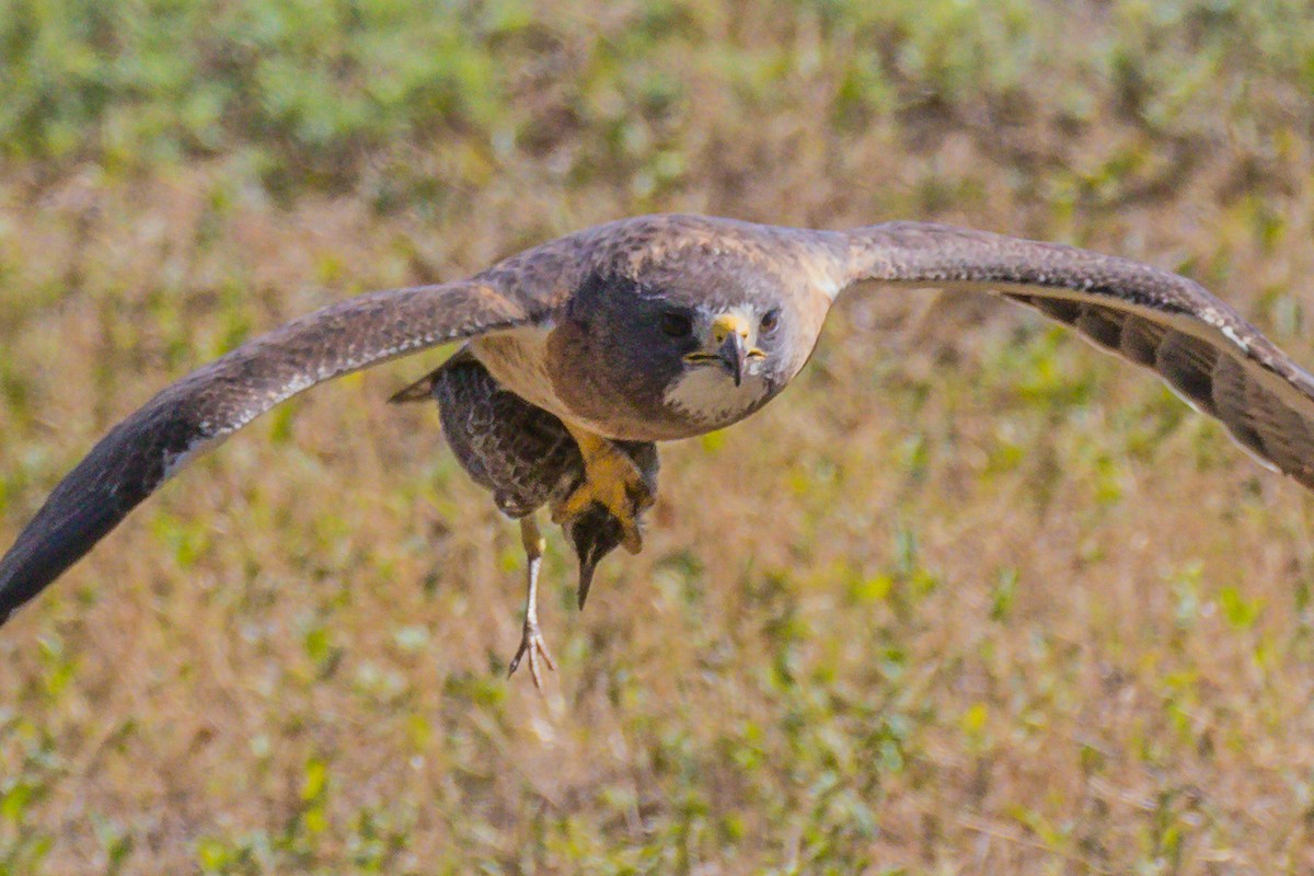 Swainson's Hawk - ML471691241