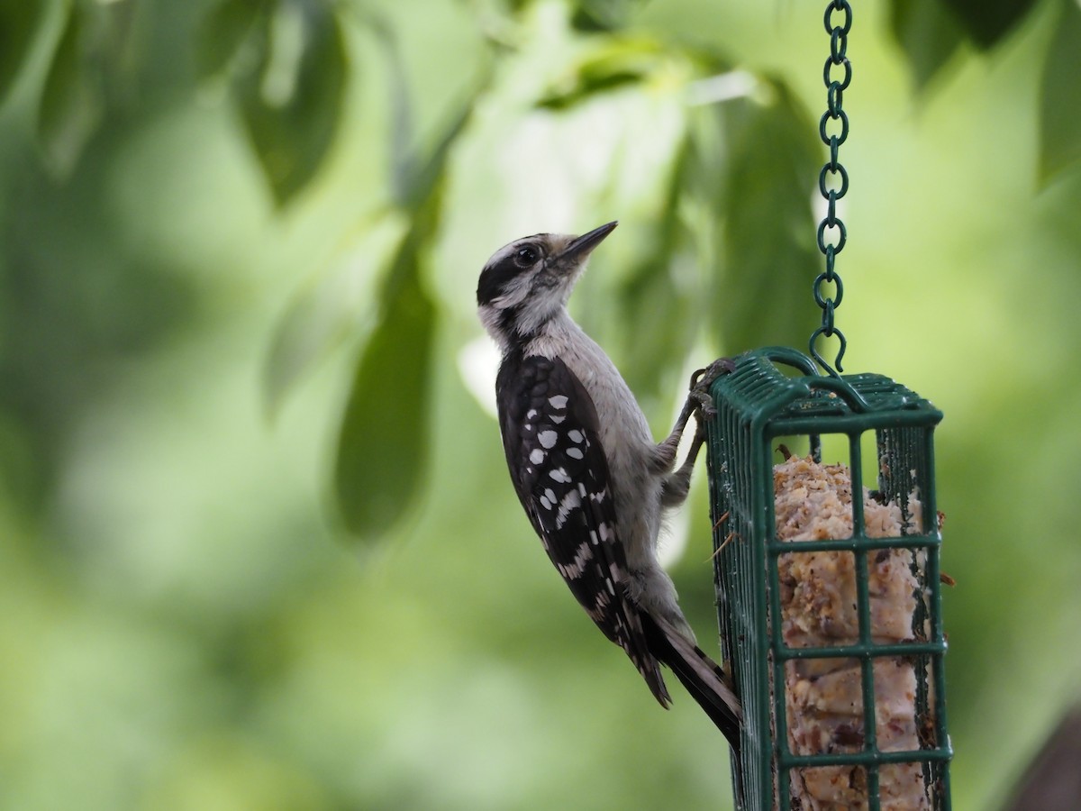 Downy Woodpecker - Anonymous