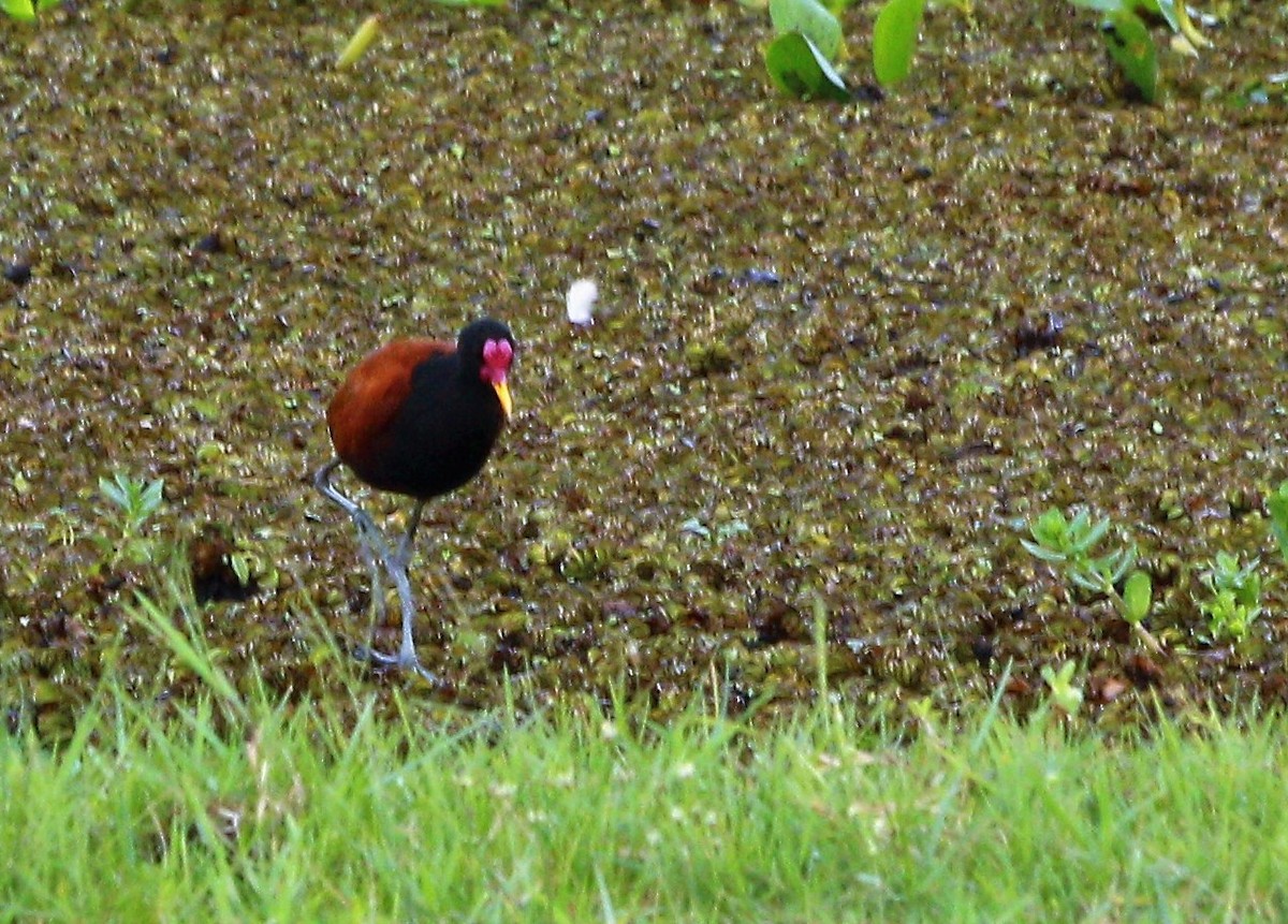 Wattled Jacana - Cláudio Jorge De Castro Filho