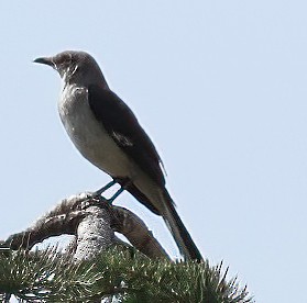 Clark's Nutcracker - ML471693391