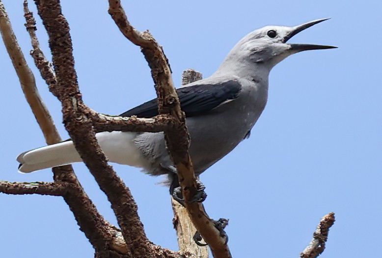 Clark's Nutcracker - ML471693401