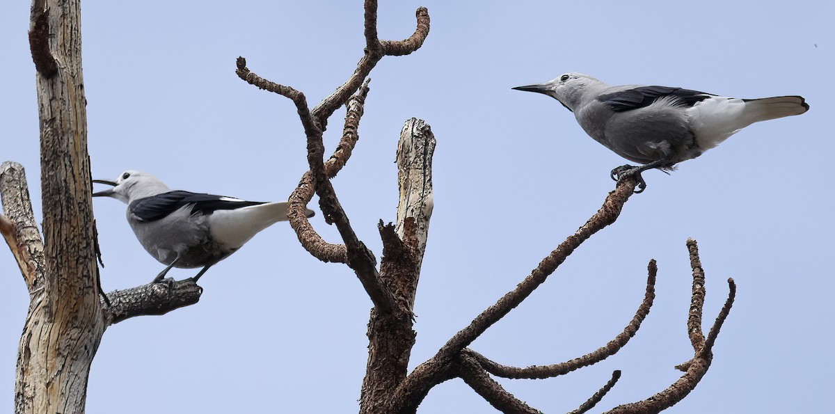 Clark's Nutcracker - ML471693411