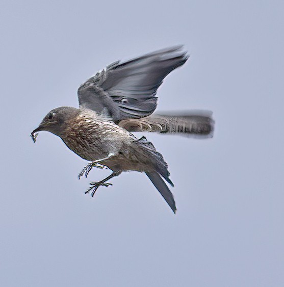 Western Bluebird - ML471693591