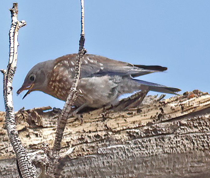 Western Bluebird - ML471693601