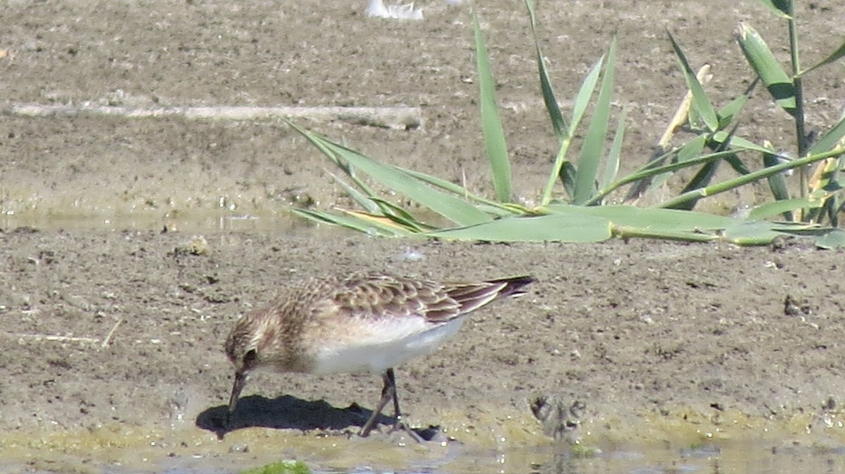 Baird's Sandpiper - ML471694581