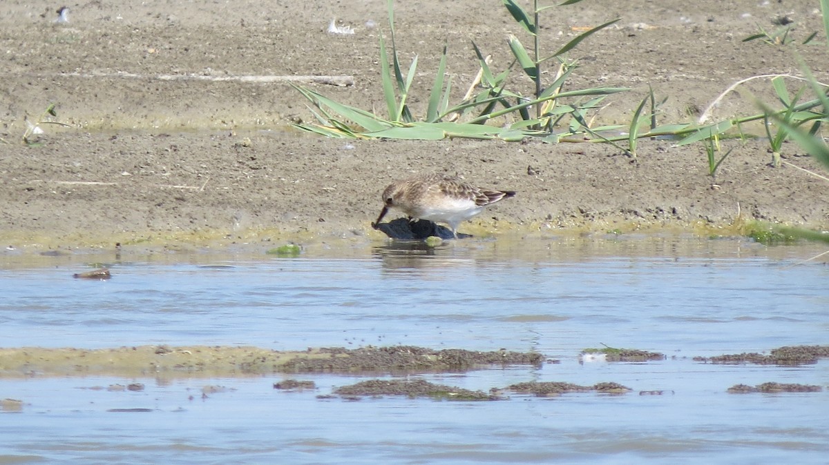 Baird's Sandpiper - ML471694631