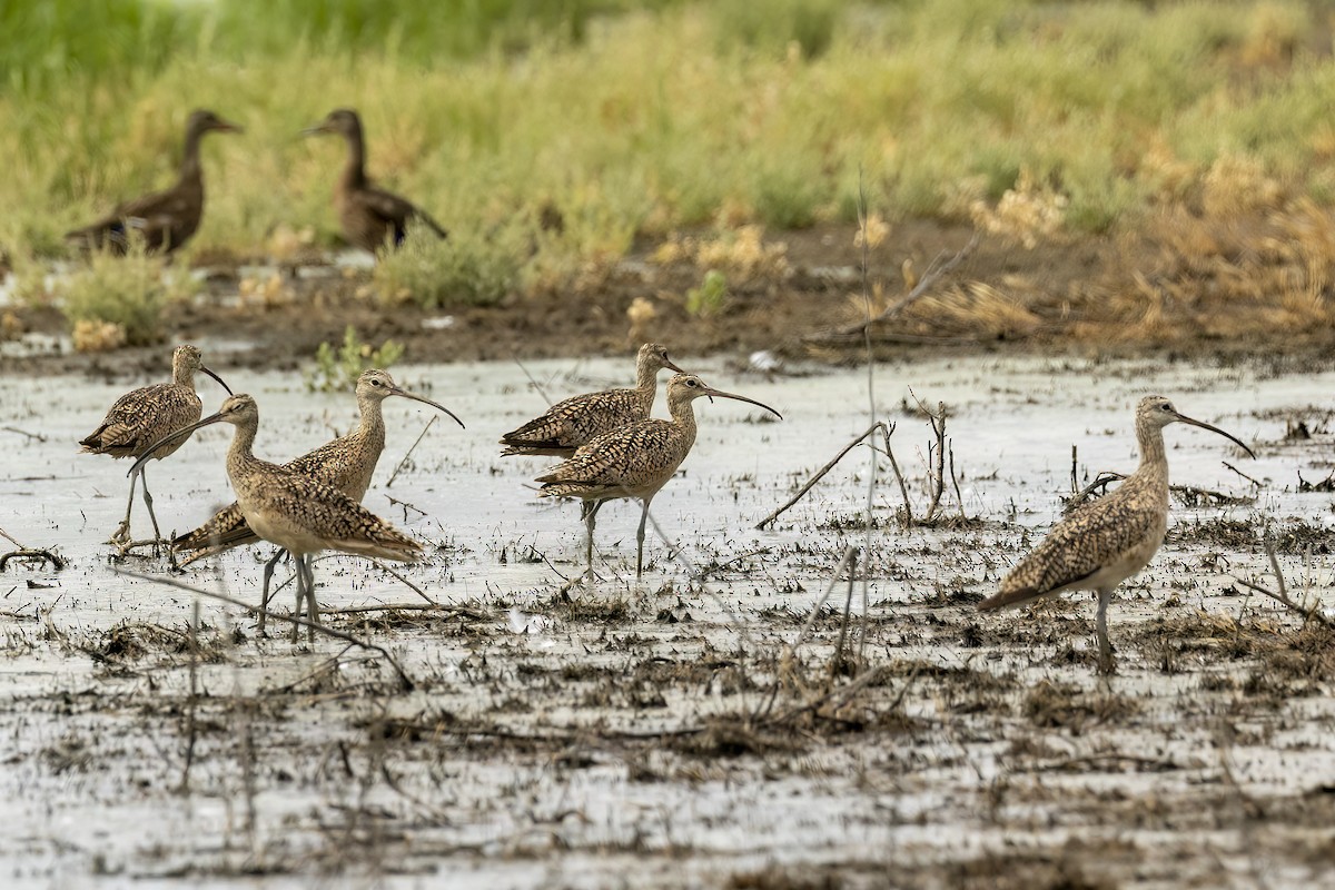 Long-billed Curlew - ML471695231