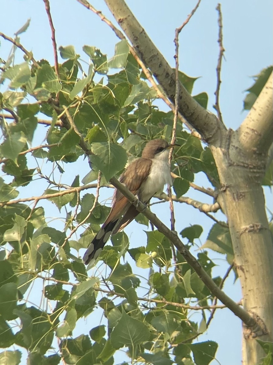 Yellow-billed Cuckoo - ML471695621